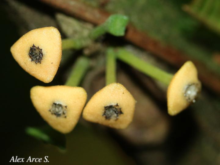 Siparuna pauciflora (Limoncillo, Pasmo)