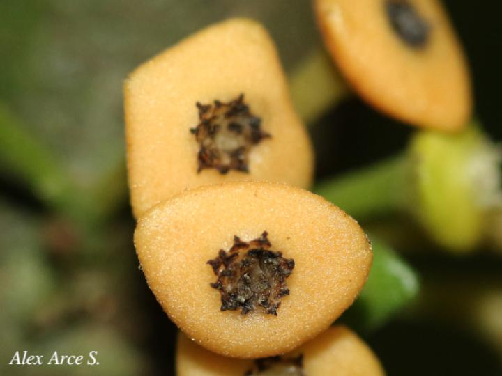 Siparuna pauciflora (Limoncillo, Pasmo)