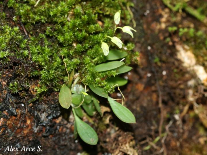 Specklinia lugduno-batavae