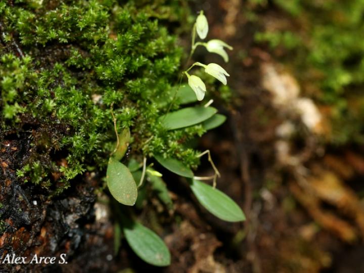 Specklinia lugduno-batavae