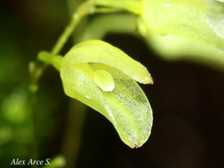 Specklinia lugduno-batavae