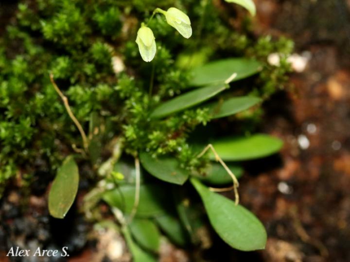 Specklinia lugduno-batavae