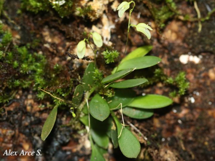 Specklinia lugduno-batavae