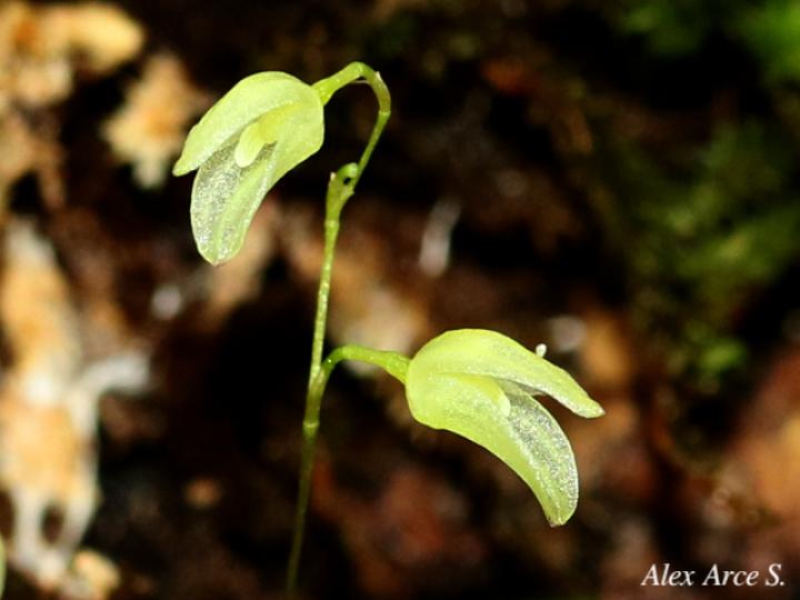 Specklinia lugduno-batavae