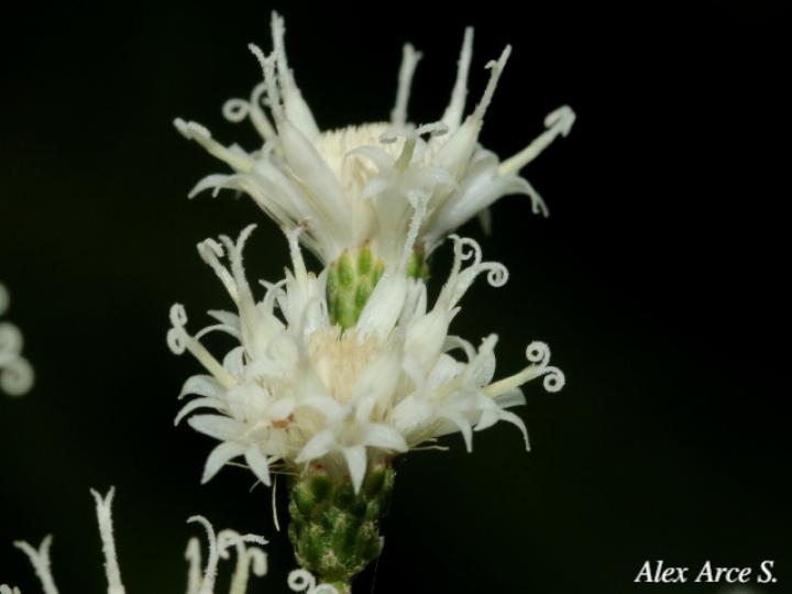 Vernonanthura patens (Tuete)