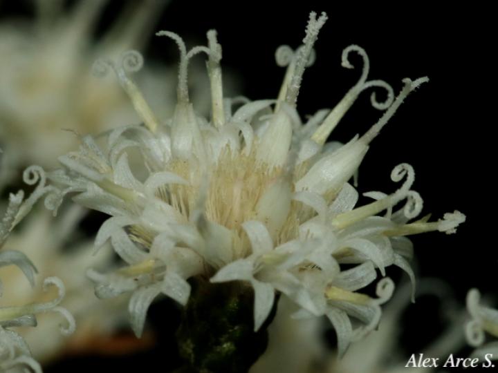 Vernonanthura patens (Tuete)
