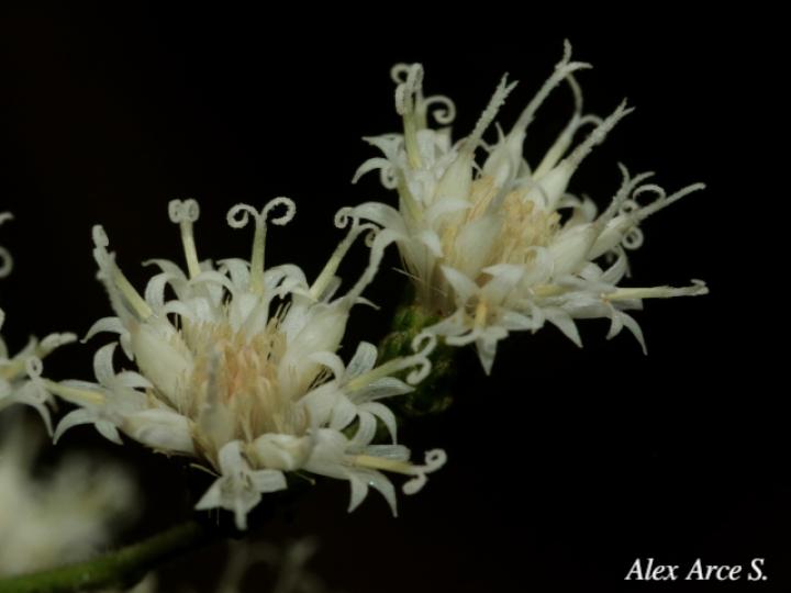 Vernonanthura patens (Tuete)
