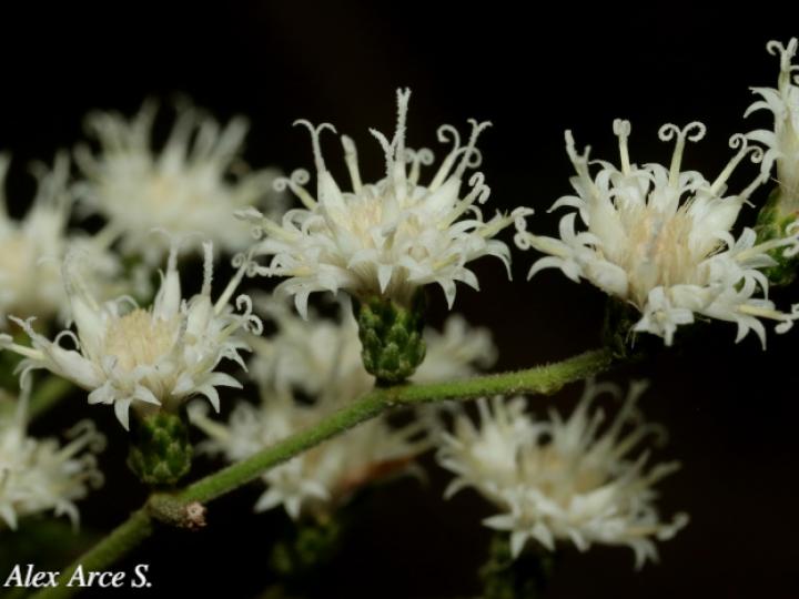 Vernonanthura patens (Tuete)