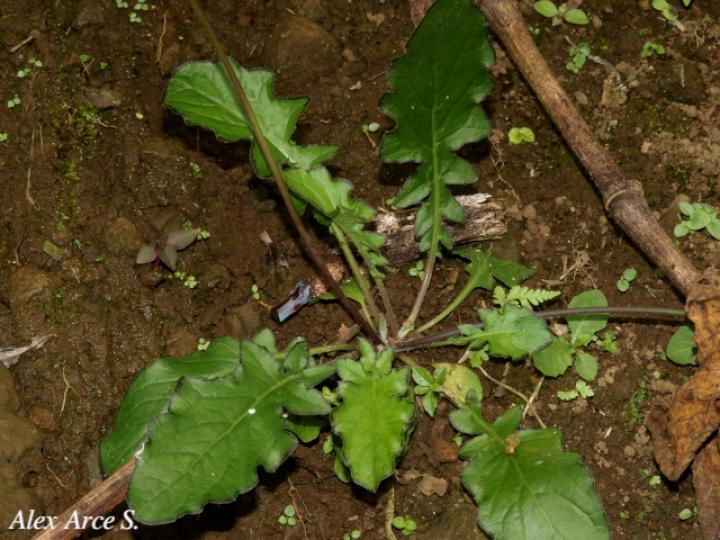 Youngia japonica