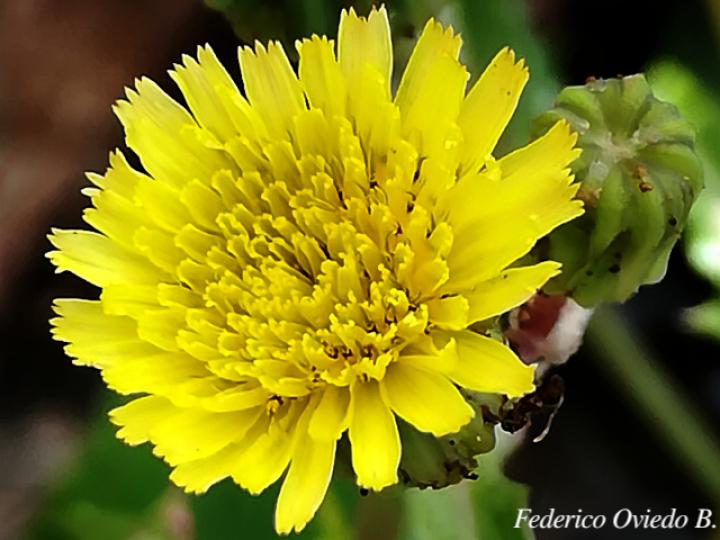 Youngia japonica