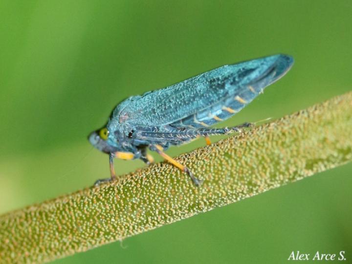 Abana gigas (Chicharritas)