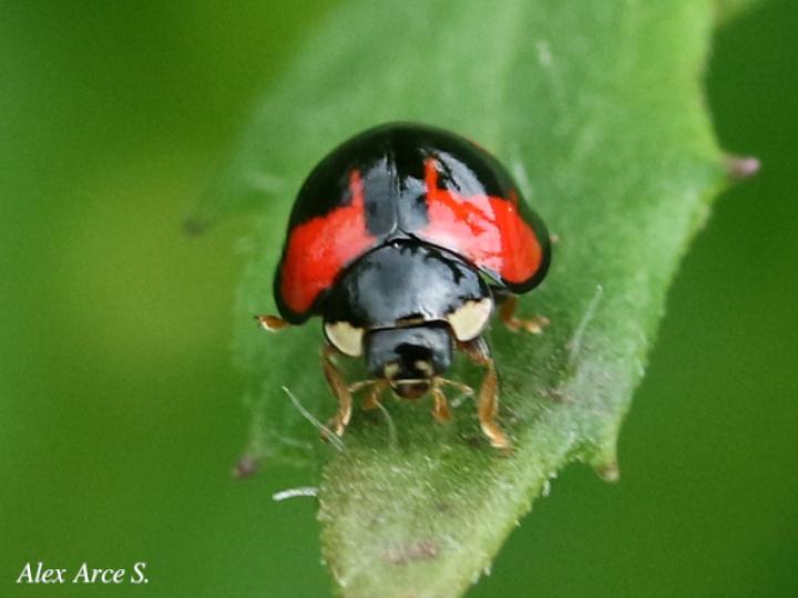 Adalia bipunctata (Mariquita de dos puntos)