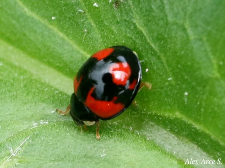 Adalia bipunctata (Mariquita de dos puntos)