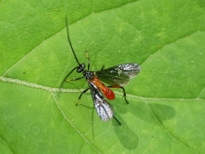Alabagrus sp