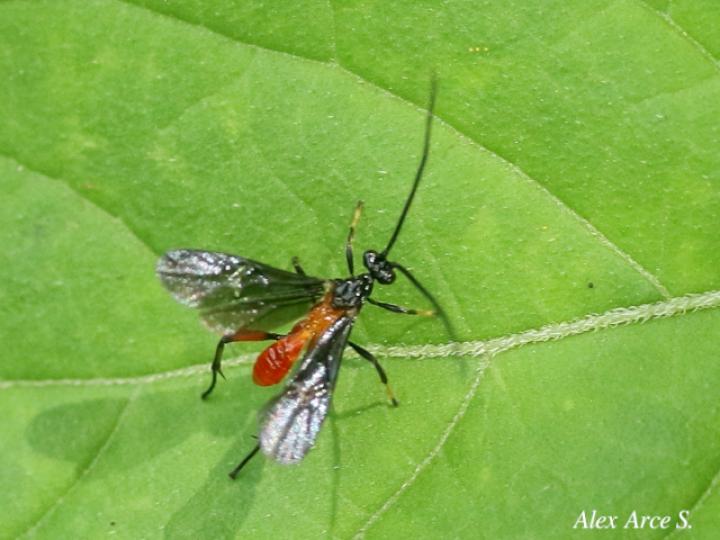 Alabagrus sp