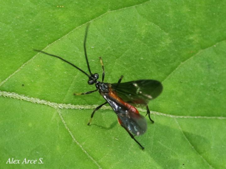 Alabagrus sp