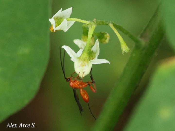 Alabagrus sp