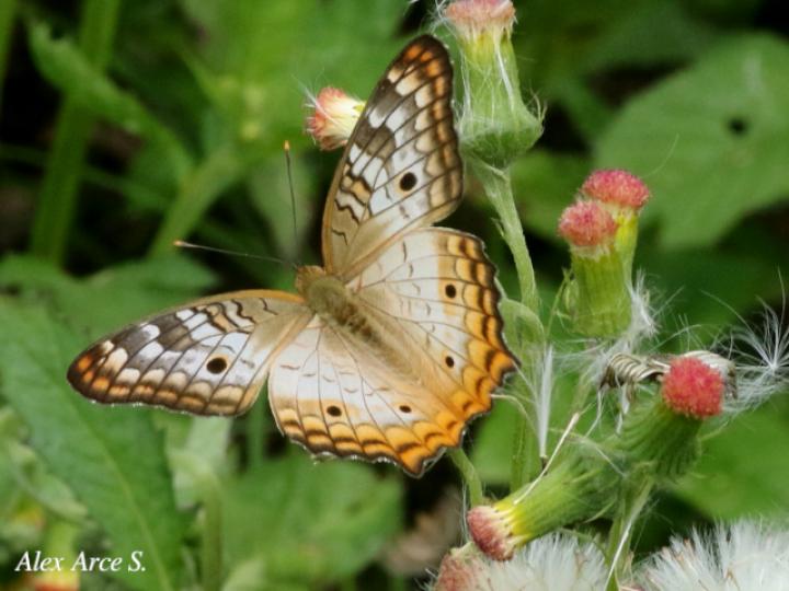 Anartia jatrophae luteipicta