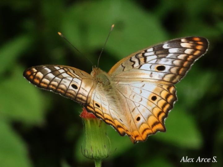 Anartia jatrophae luteipicta