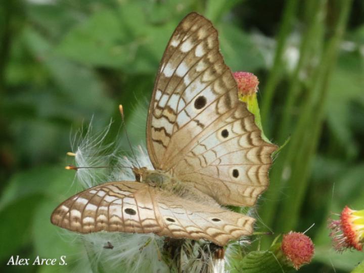 Anartia jatrophae luteipicta