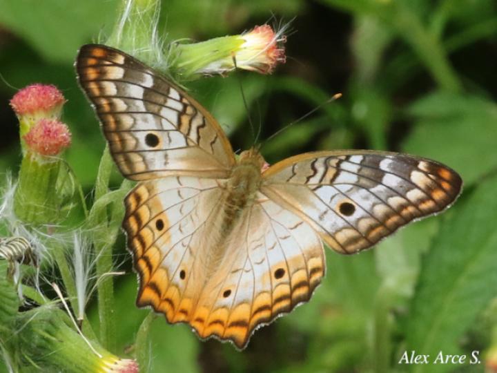 Anartia jatrophae luteipicta