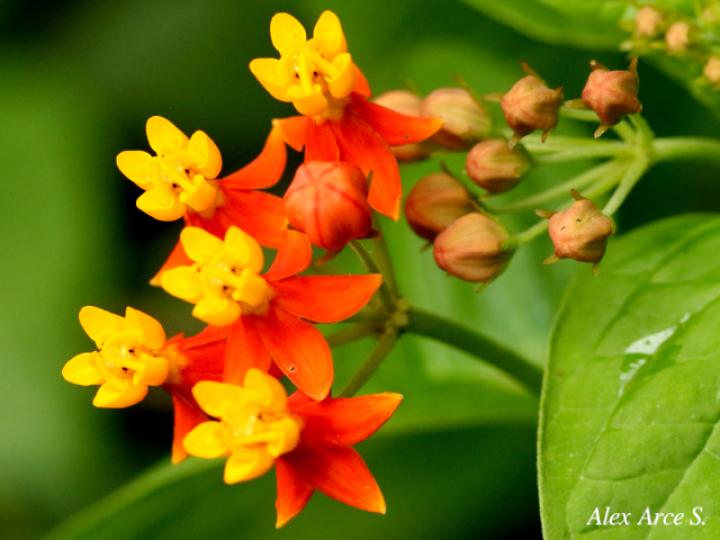 Asclepias curassavica (Viborana)