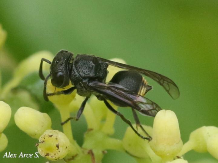 Brachygastra augusti
