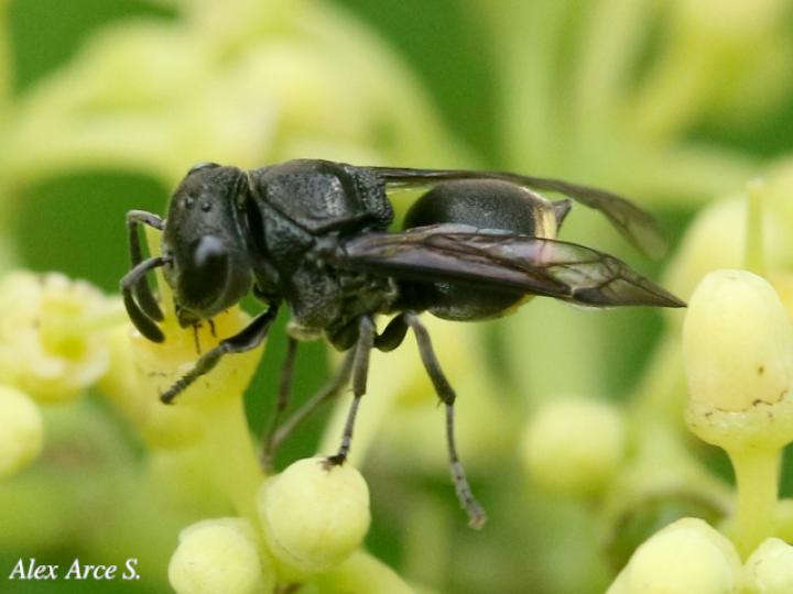 Brachygastra augusti