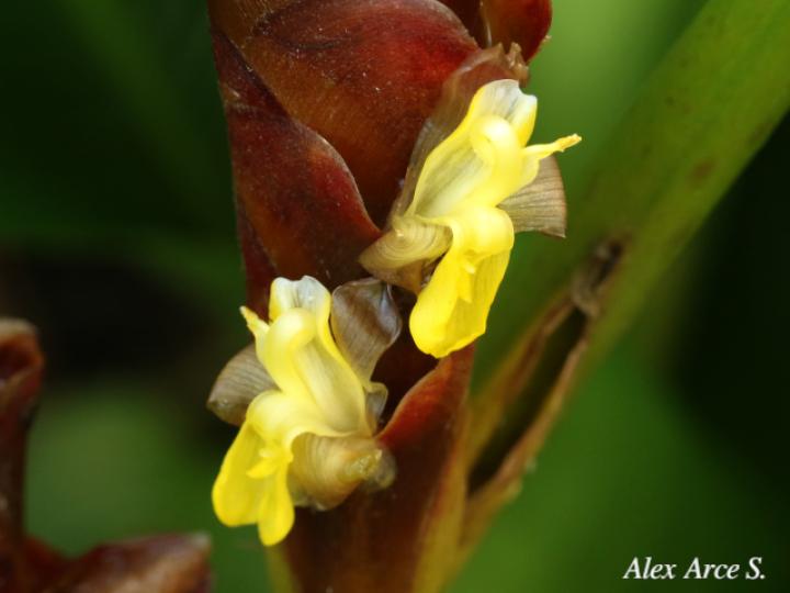 Calathea lutea (Bijagua)