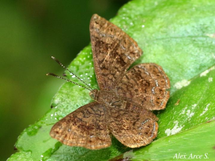 Calephelis argyrodines