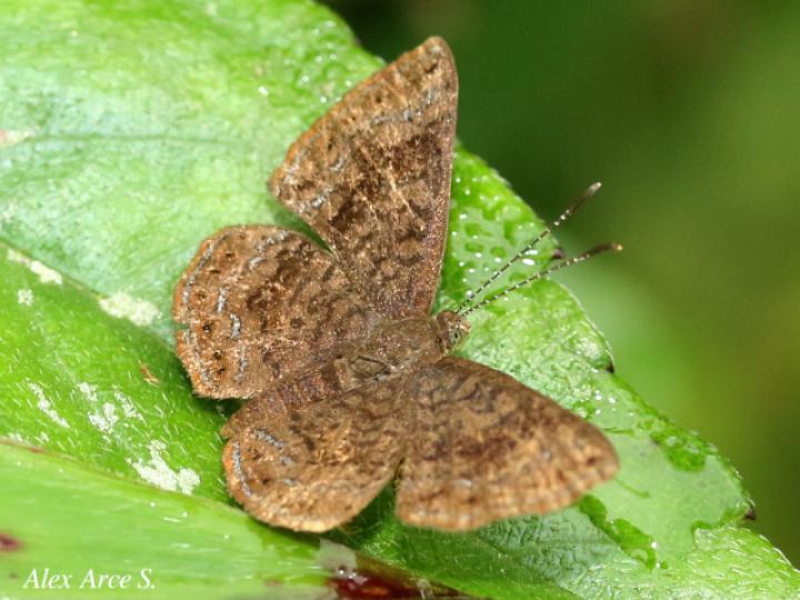 Calephelis argyrodines
