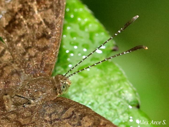 Calephelis argyrodines