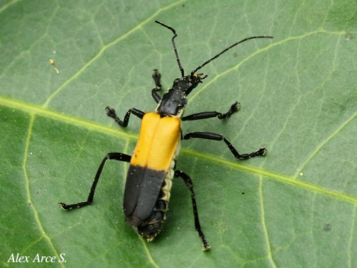 Chauliognathus terminalis