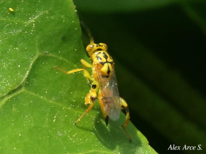 Conura sp