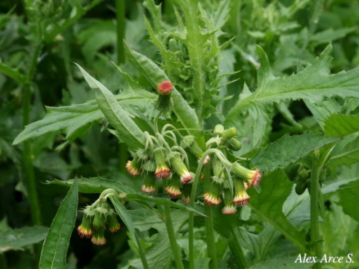 Crassocephalum crepidioides