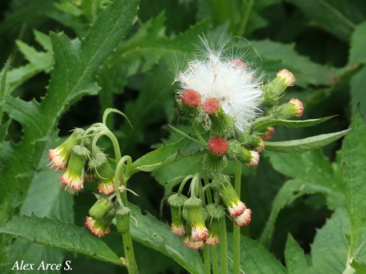 Crassocephalum crepidioides