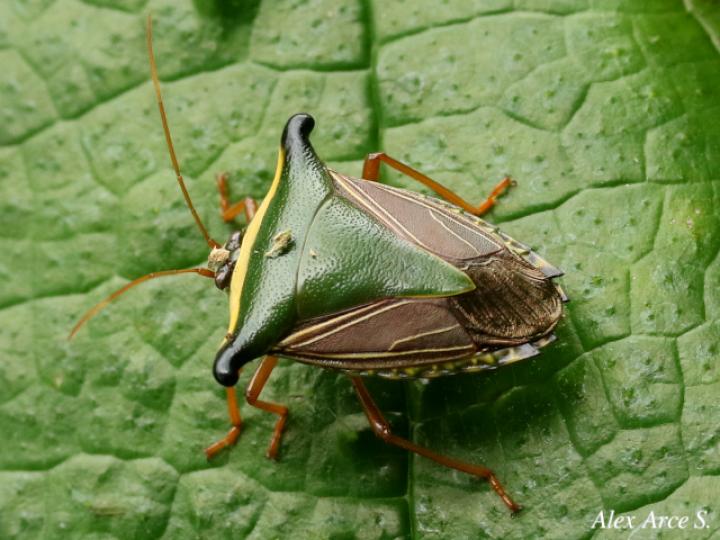 Edessa pictiventris