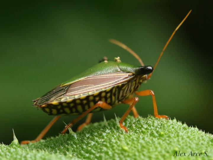 Edessa pictiventris