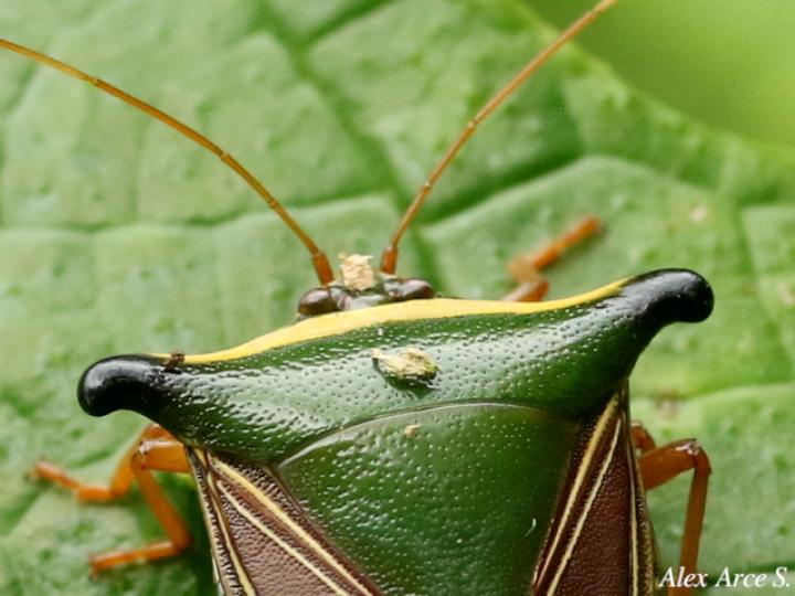 Edessa pictiventris