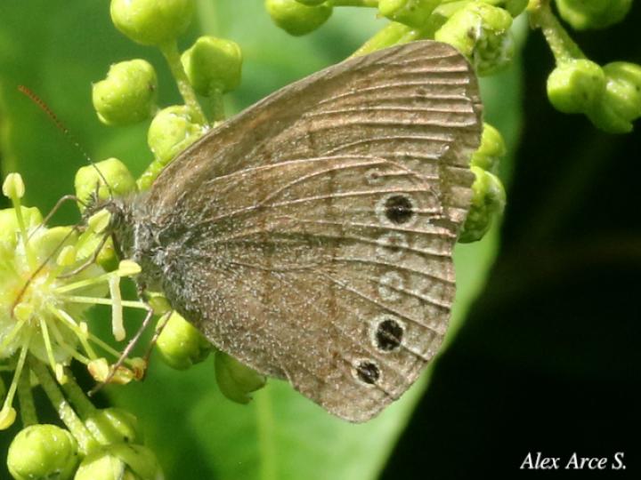 Hermeuptychia canthe