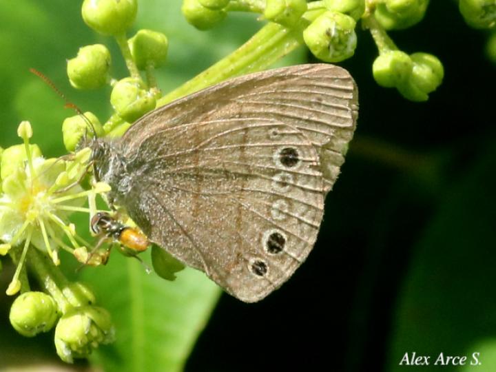Hermeuptychia canthe