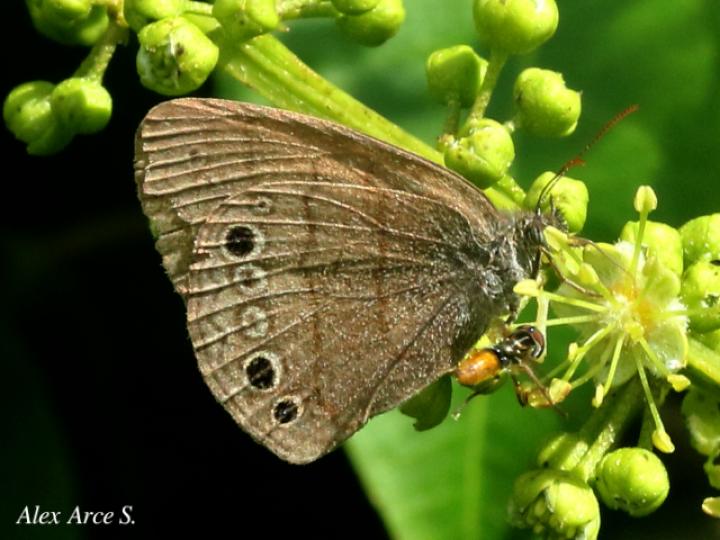 Hermeuptychia canthe
