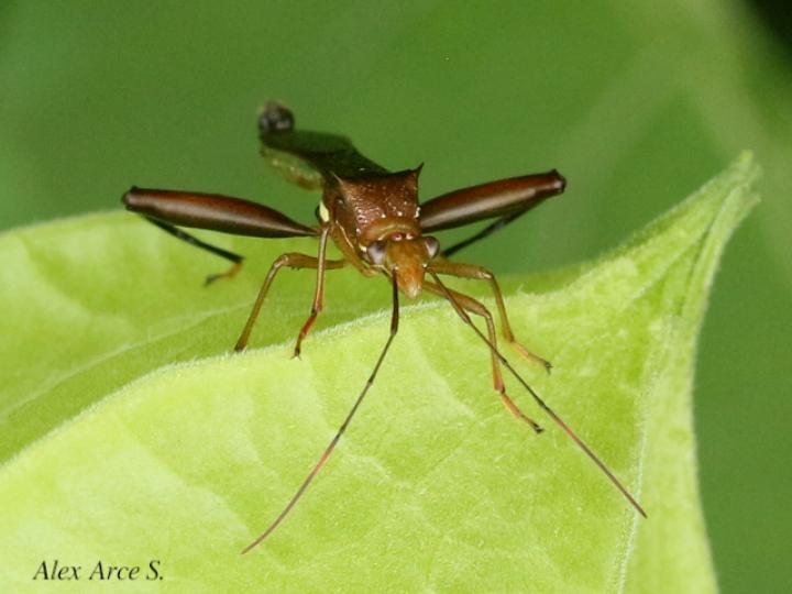 Hyalymenus tarsatus (Insecto texano patas arqueadas)
