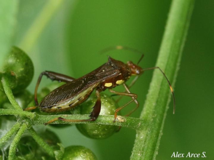 Hyalymenus tarsatus (Insecto texano patas arqueadas)