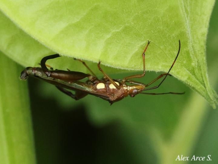Hyalymenus tarsatus (Insecto texano patas arqueadas)