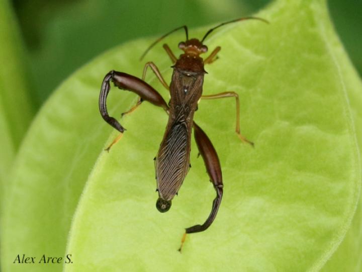 Hyalymenus tarsatus (Insecto texano patas arqueadas)