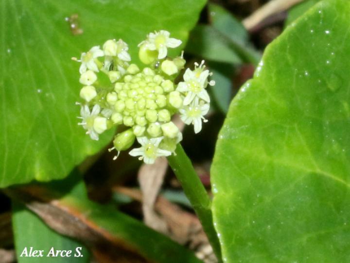 Hydrocotyle umbellata