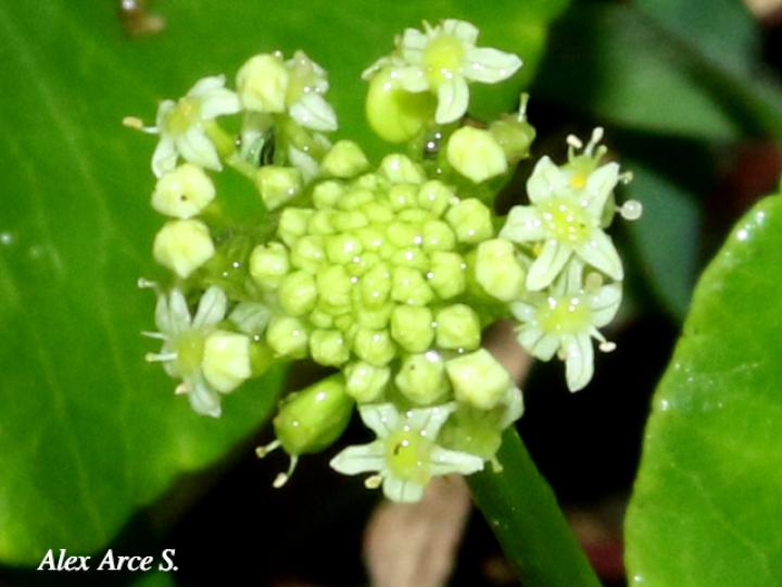 Hydrocotyle umbellata