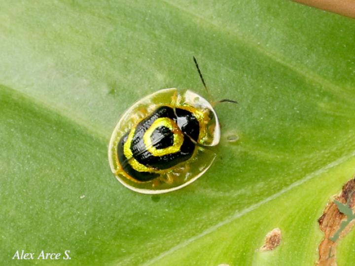Ischnocodia annulus