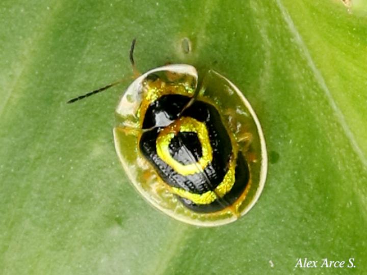 Ischnocodia annulus